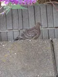 しっぽっぽ